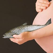 Seafood and Pregnancy